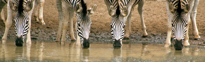 Four Zebras at The Watering Hole
