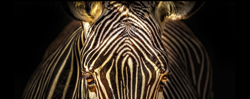 Close up of Zebra face and eyes